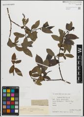 Foto von Salix pentandra L.